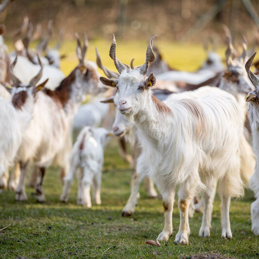 Girgentana-Ziegenherde im Wildpark Lüneburger Heide