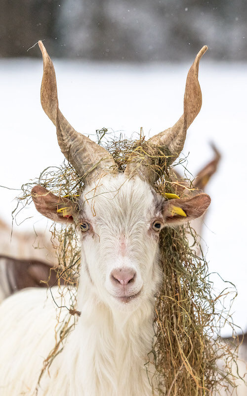 Girgentana-Ziege mit Heu auf dem Geweih im Wildpark Lüneburger Heide