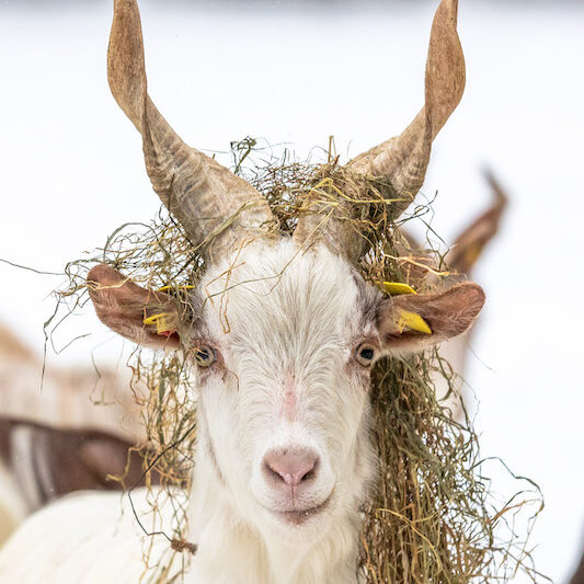 Girgentana-Ziege mit Heu auf dem Geweih im Wildpark Lüneburger Heide