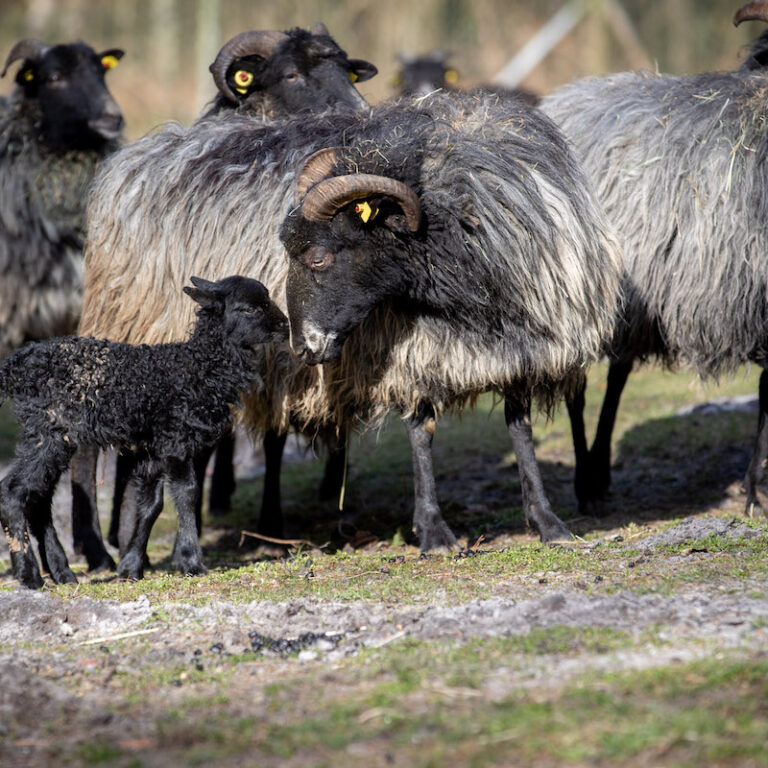 Heidschnuckenherde mit Jungen im Wildpark Lüneburger Heide