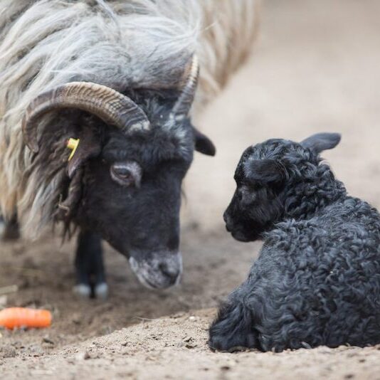 Heidschnucke schaut auf liegendes schwarzes Junges herab im Wildpark Lüneburger Heide