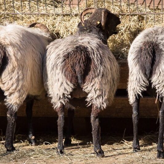 Hinterteilansicht dreier Heidschnucken am Futtertrog im Wildpark Lüneburger Heide