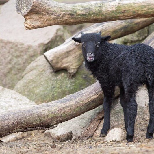Schwarzes Heidschnuckenjunges im Wildpark Lüneburger Heide