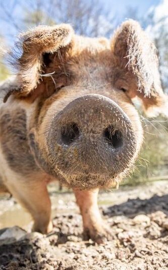 Rüssel eines Husumer Schweins im Wildpark Lüneburger Heide
