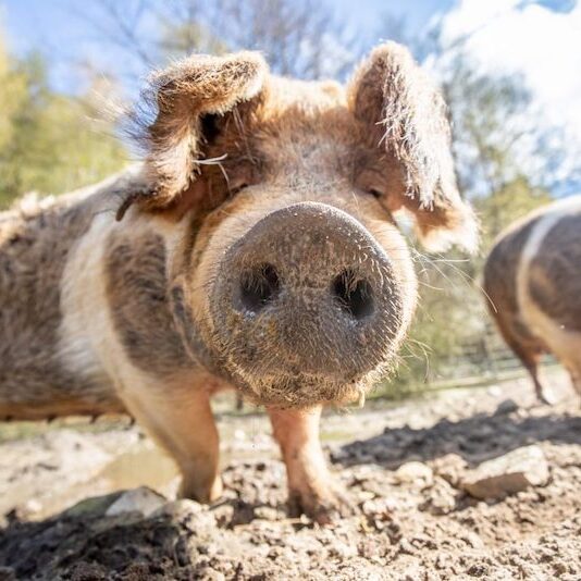 Rüssel eines Husumer Schweins im Wildpark Lüneburger Heide