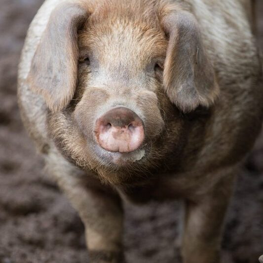 Frontalansicht Husumer Schwein im Wildpark Lüneburger Heide