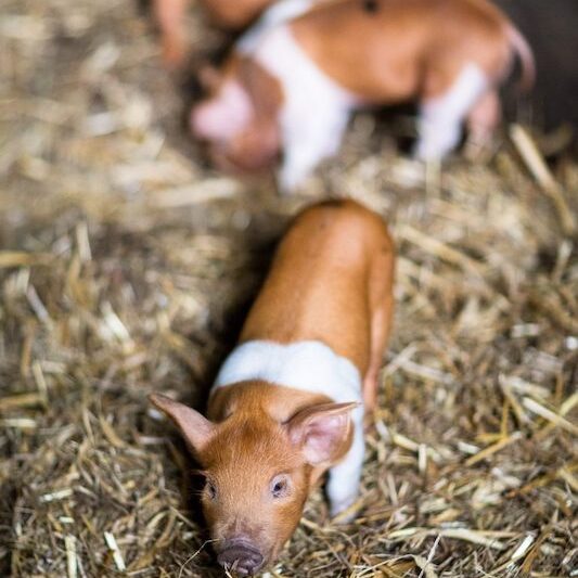 Husumer Ferkel im Stroh im Wildpark Lüneburger Heide