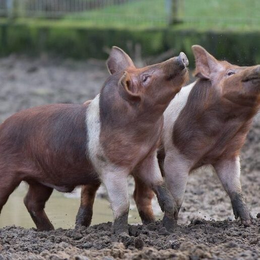 Spielende Husumer Schweine im Wildpark Lüneburger Heide