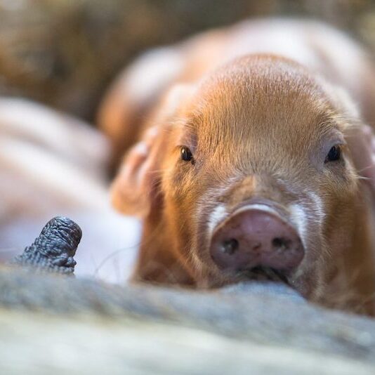 Säugendes Husumer Ferkel im Wildpark Lüneburger Heide