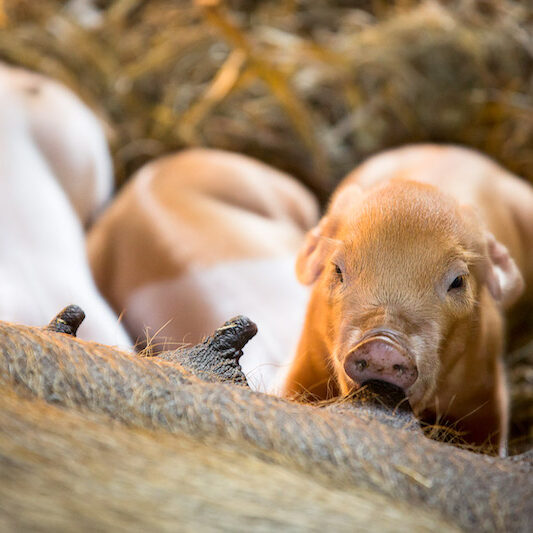 Wurf junger Husumer Schweine im Wildpark Lüneburger Heide