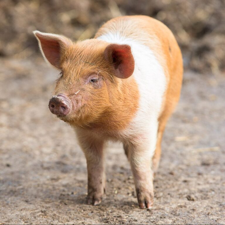 Husumer Schwein im Wildpark Lüneburger Heide