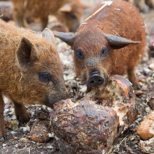 Husumer Ferkel im Wildpark Lüneburger Heide