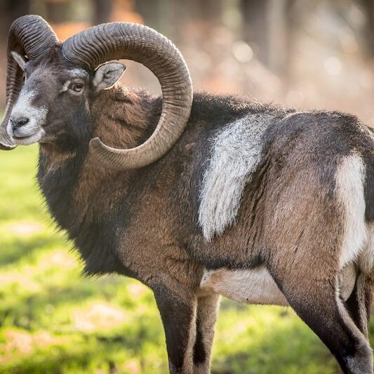 Mufflon mit weißem Fleck im Wildpark Lüneburger Heide