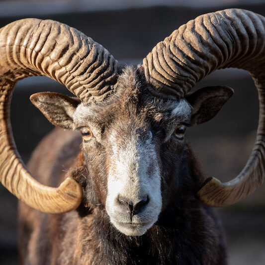 Frontalaufnahme eines Mufflonkopfes im Wildpark Lüneburger Heide