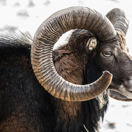 Seitenaufnahme Mufflonmännchen im Schnee im Wildpark Lüneburger Heide