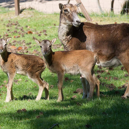 Mufflonmutter mit Jungen im Wildpark Lüneburger Heide