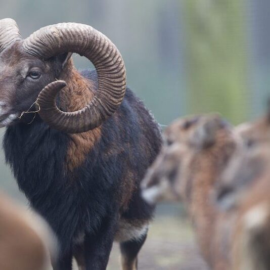 Mufflonmännchen und -weibchen im Wildpark Lüneburger Heide