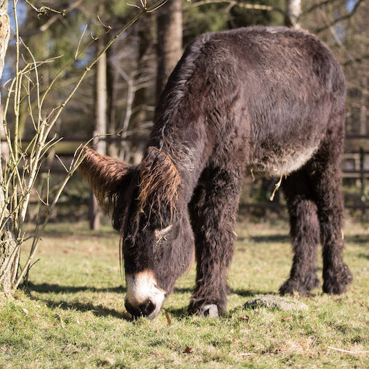 Grasender Poitou-Esel im Wildpark Lüneburger Heide