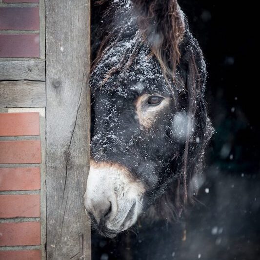 Poitou-Esel im Wildpark Lüneburger Heide schaut bei Schnee aus seinem Stall