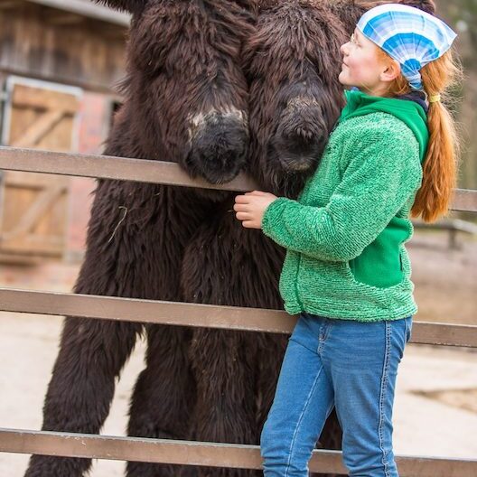 Kind mit zwei Poitou-Eseln im Wildpark Lüneburger Heide