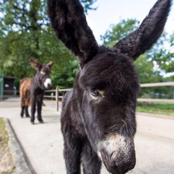 Frontalansicht eines Poitou-Esels im Wildpark Lüneburger Heide