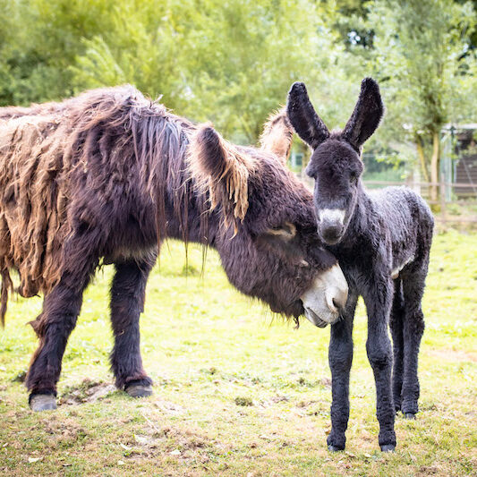 Poitou-Esel-Stute mit Fohlen Poitou-Esel im Wildpark Lüneburger Heide