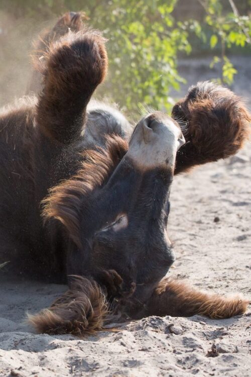 Oberkörper eines sich wälzenden Poitou-Esels im Wildpark Lüneburger Heide