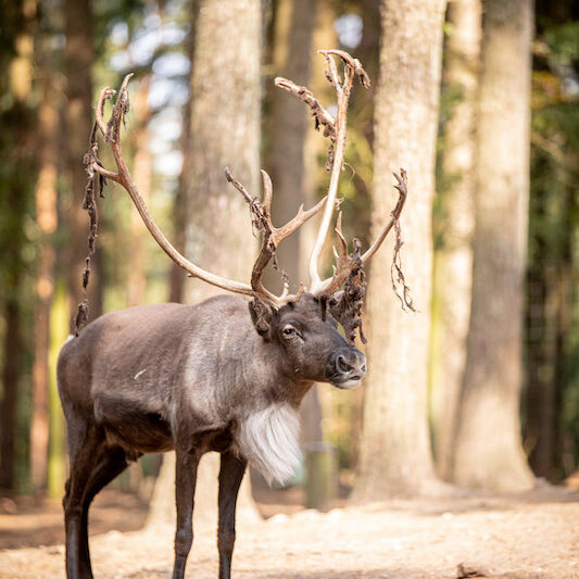 Rentier im Wald im Wildpark Lüneburger Heide