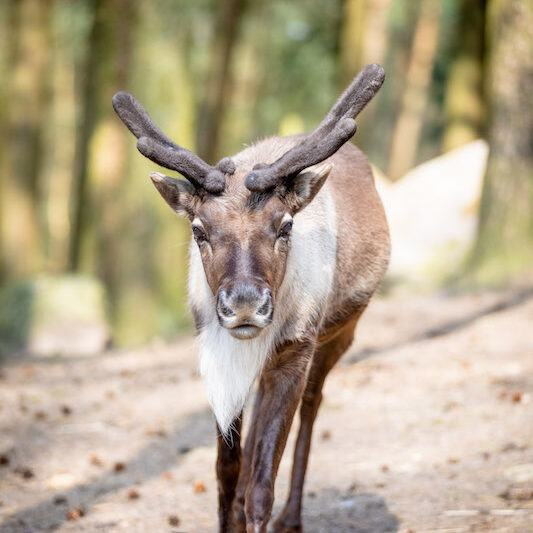 Rentier im Wildpark Lüneburger Heide