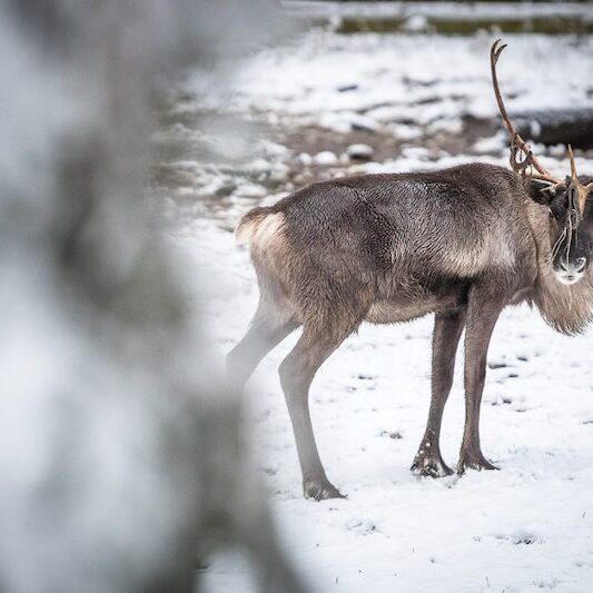 Rentier in verschneitem Gehege im Wildpark Lüneburger Heide
