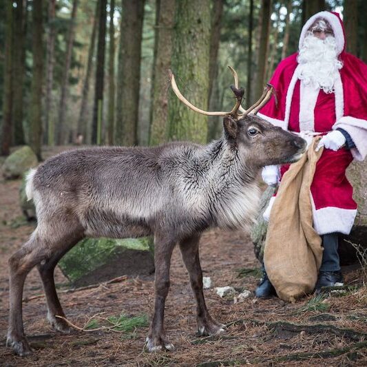 Weihnachtsmann mit Rentier im Wildpark Lüneburger Heide