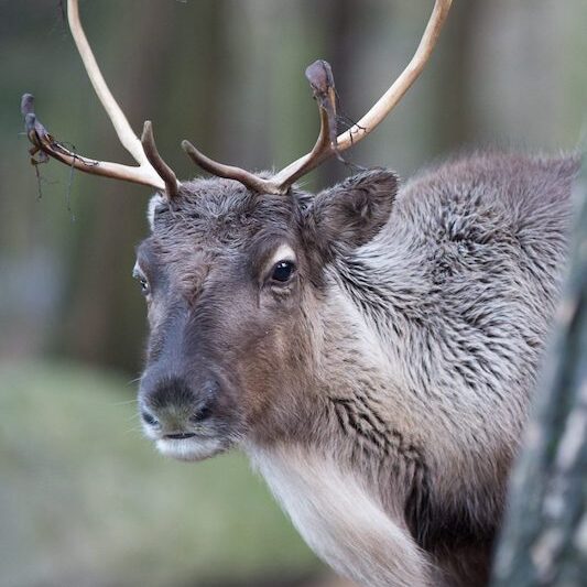 Kopf und Rumpf eines Rentieres im Wildpark Lüneburger Heide