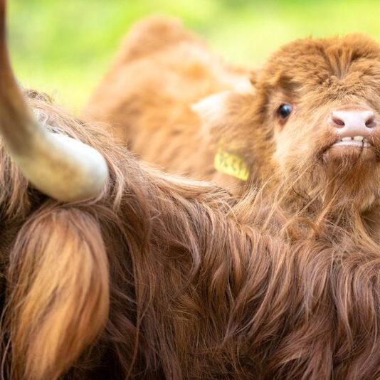Highlanderkalb hinter erwachsenem Tier