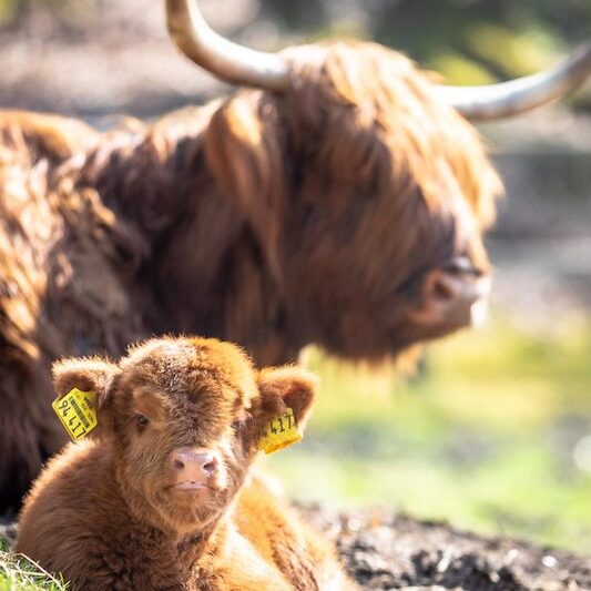 Highlanderkalb mit Mutter