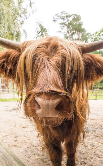 Schottisches Hochlandrind