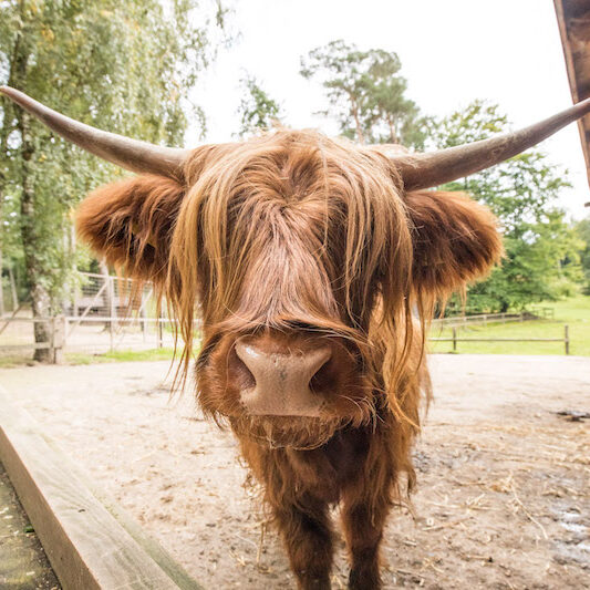 Schottisches Hochlandrind