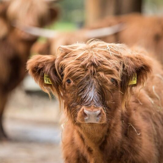 Eines von mehreren Highlandern