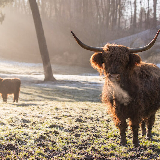 Highlander auf seiner Wiese im Wildpark im Winter