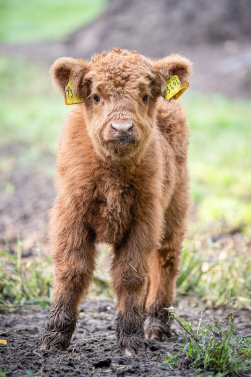 Schottisches Hochlandkalb