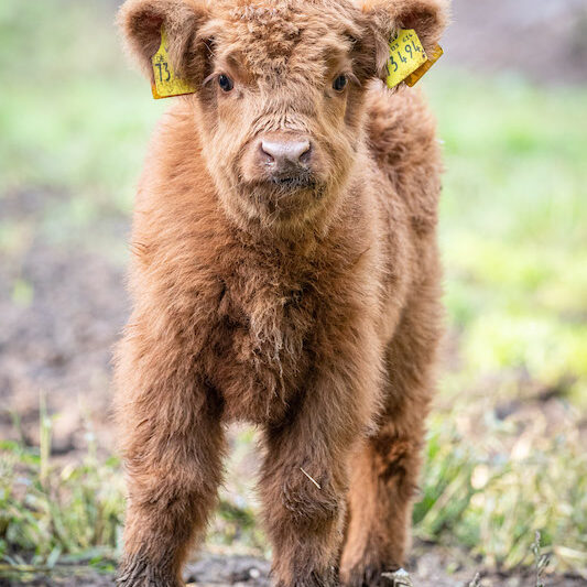 Schottisches Hochlandkalb