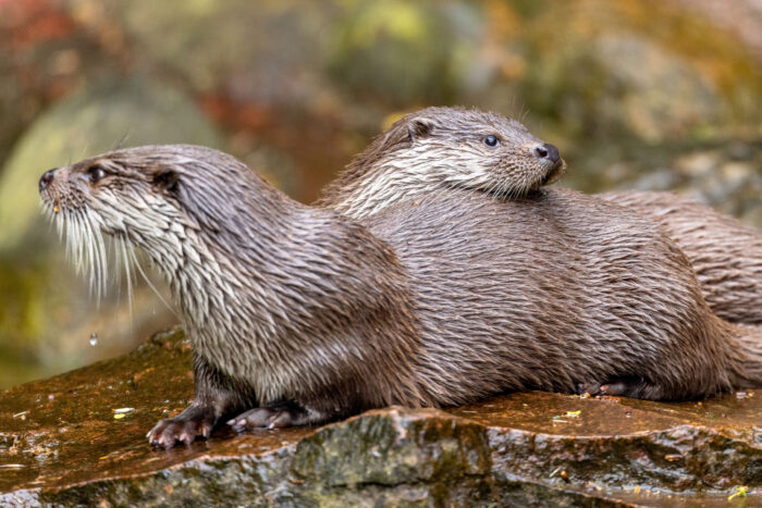 Fischotter im alten Gehege