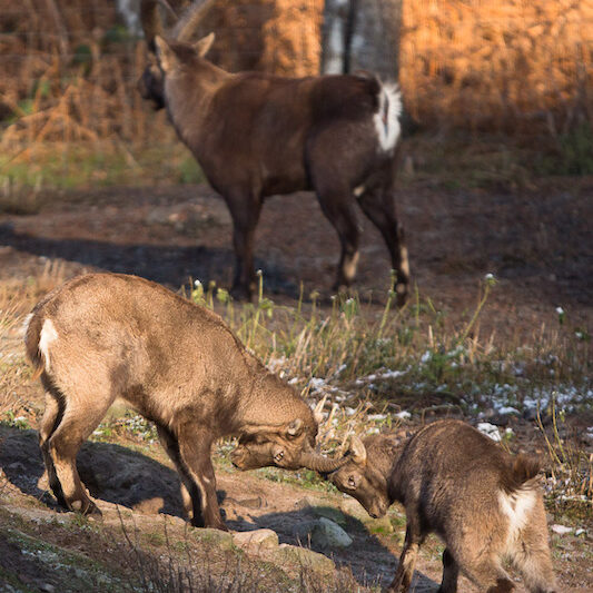 Kämpfende Steinböcke im Wildpark Lüneburger Heide