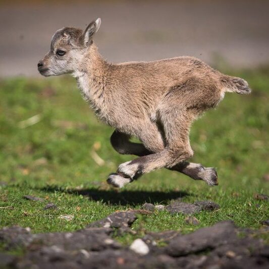 Galoppierendes Steinbockkitz im Wildpark Lüneburger Heide