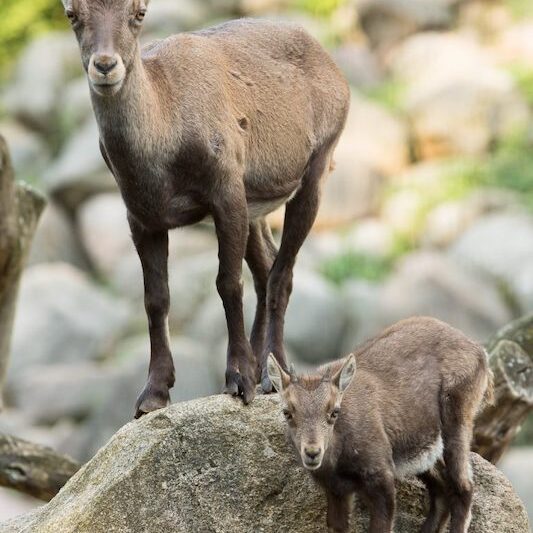 Zwei Steinböcke auf Steinen im Wildpark Lüneburger Heide
