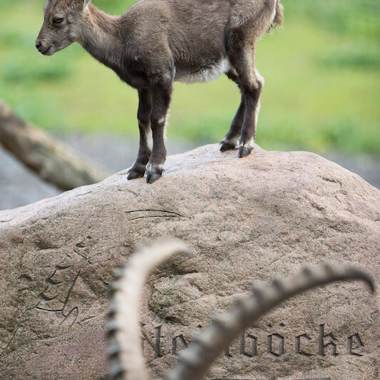 Steinbockjunges auf einem Stein im Wildpark Lüneburger Heide