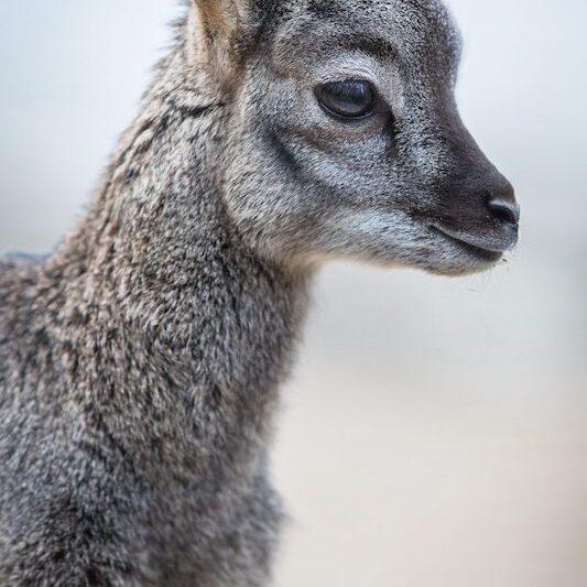 Profil des Kopfes eines Steinbockjungen im Wildpark Lüneburger Heide