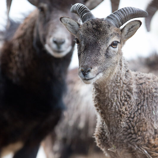 Zwei Steinböcke im Winter