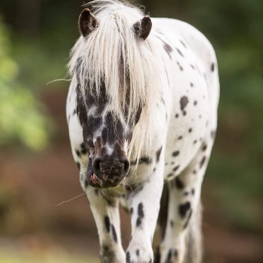 Tigerschecken-Pony im Wildpark Lüneburger Heide