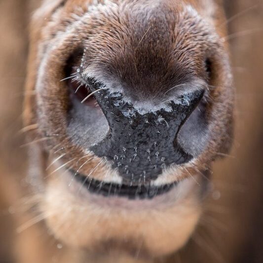 Maul eines Wapiti im Wildpark Lüneburger Heide