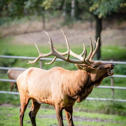Röhrender Wapitihirsch im Wildpark Lüneburger Heide
